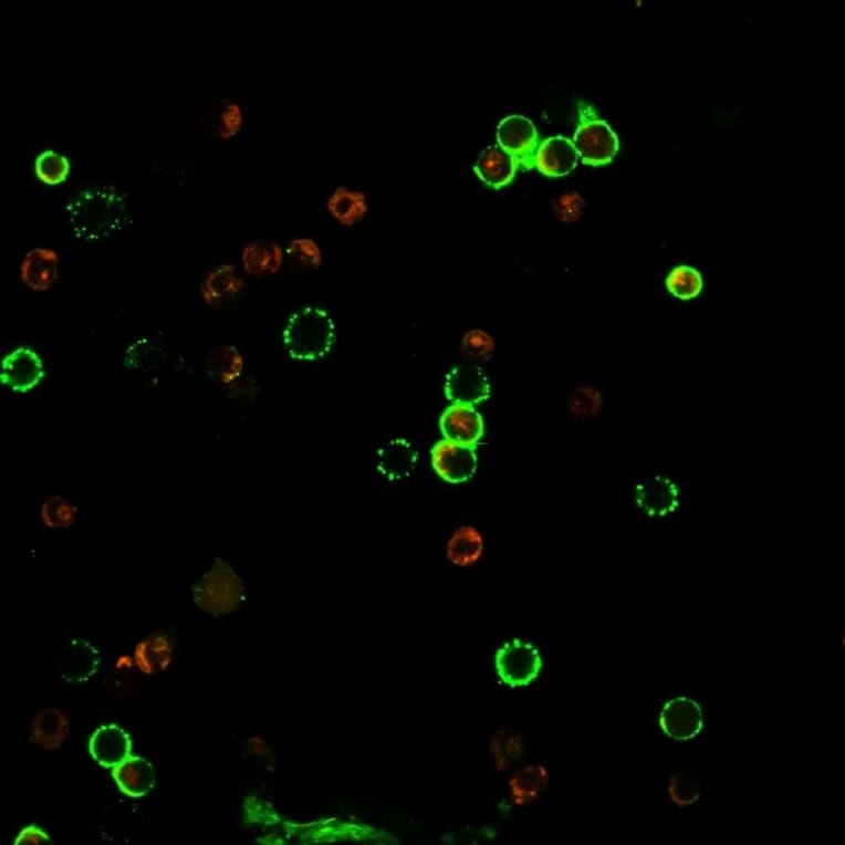 Immunofluorescence - Anti-CD4 Antibody [rC4/206] - BSA and Azide free (A253699) - Antibodies.com