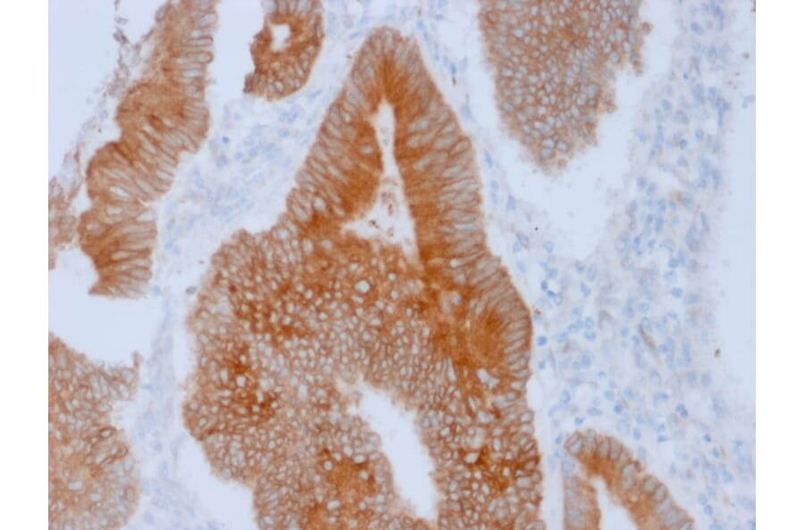 Immunohistochemistry - Anti-Aurora B Antibody [AURKB/1592] - BSA and Azide free (A253702) - Antibodies.com
