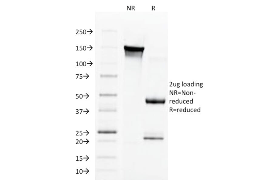 SDS-PAGE - Anti-Aurora B Antibody [AURKB/1592] - BSA and Azide free (A253703) - Antibodies.com