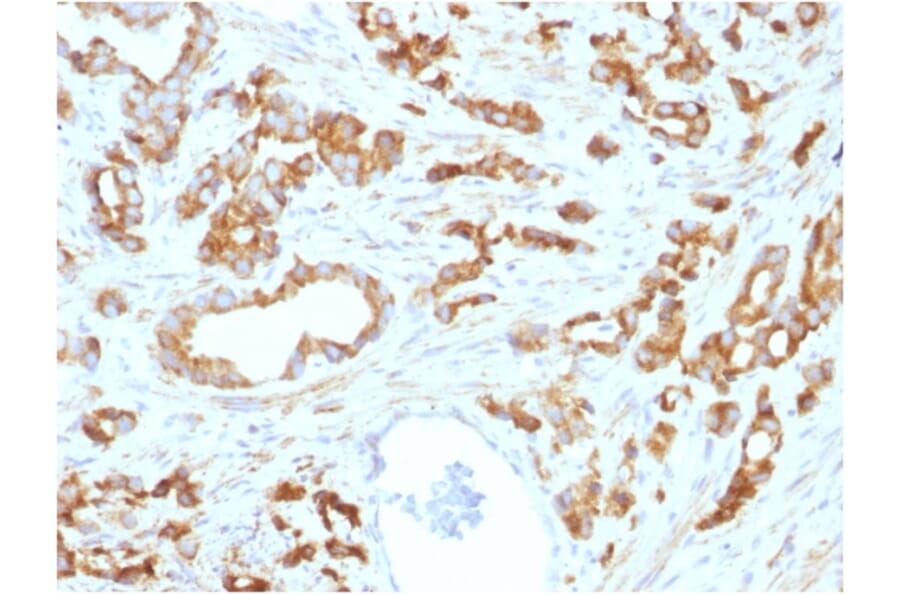 Immunohistochemistry - Anti-Aurora B Antibody [AURKB/1593] - BSA and Azide free (A253704) - Antibodies.com