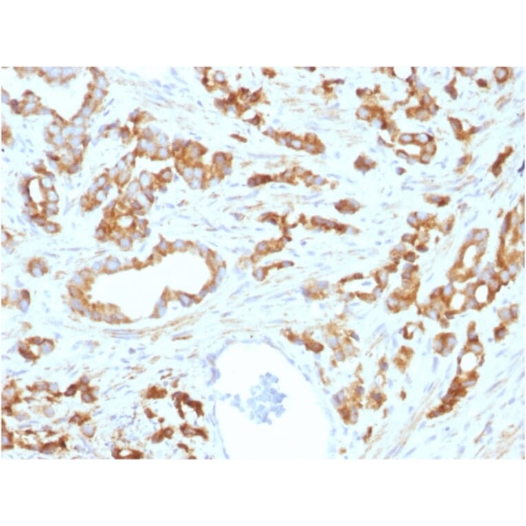 Immunohistochemistry - Anti-Aurora B Antibody [AURKB/1593] - BSA and Azide free (A253704) - Antibodies.com