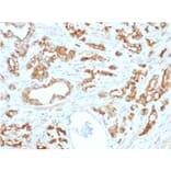 Immunohistochemistry - Anti-Aurora B Antibody [AURKB/1593] - BSA and Azide free (A253704) - Antibodies.com