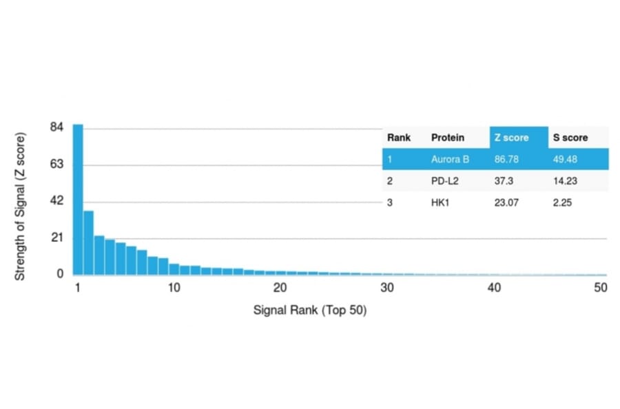 Protein Array - Anti-Aurora B Antibody [AURKB/1593] - BSA and Azide free (A253703) - Antibodies.com