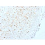 Immunohistochemistry - Anti-Aurora B Antibody [AURKB/1845] - BSA and Azide free (A253704) - Antibodies.com