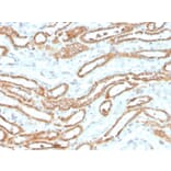 Immunohistochemistry - Anti-Aurora B Antibody [rAURKB/1592] - BSA and Azide free (A253706) - Antibodies.com