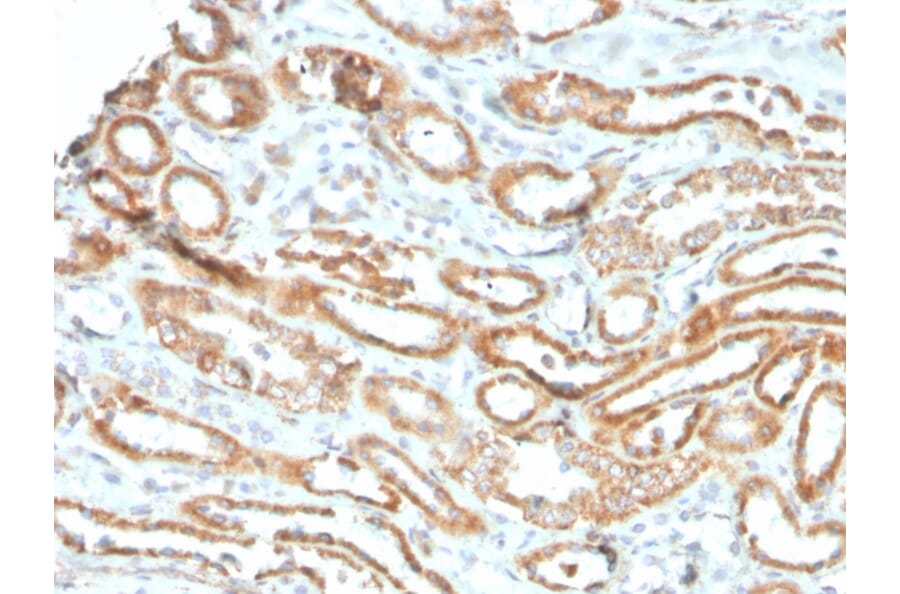 Immunohistochemistry - Anti-Aurora B Antibody [rAURKB/1592] - BSA and Azide free (A253705) - Antibodies.com