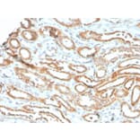 Immunohistochemistry - Anti-Aurora B Antibody [rAURKB/1592] - BSA and Azide free (A253705) - Antibodies.com