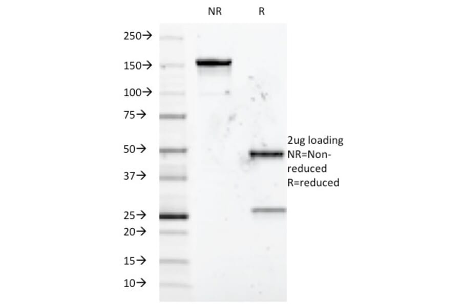 SDS-PAGE - Anti-CD5 Antibody [B-B8] - BSA and Azide free (A253712) - Antibodies.com