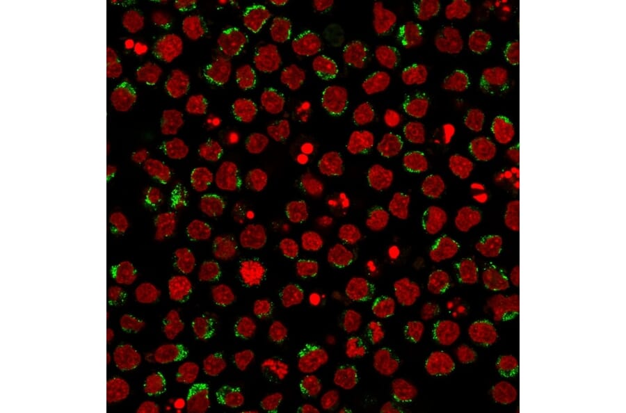 Immunofluorescence - Anti-CD5 Antibody [CD5/2416] - BSA and Azide free (A253714) - Antibodies.com