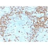 Immunohistochemistry - Anti-CD5 Antibody [CD5/2418] - BSA and Azide free (A253715) - Antibodies.com