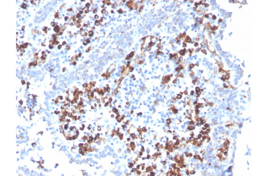 Immunohistochemistry - Anti-CD5L Antibody [CD5L/2991] - BSA and Azide free (A253717) - Antibodies.com
