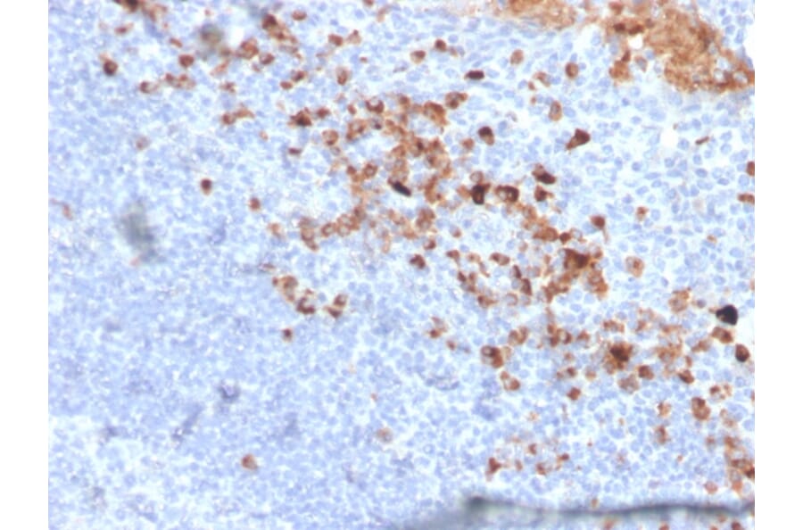 Immunohistochemistry - Anti-CD5L Antibody [CD5L/2991] - BSA and Azide free (A253717) - Antibodies.com