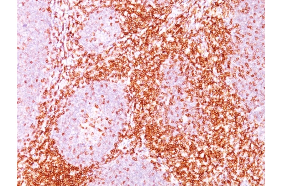 Immunohistochemistry - Anti-CD11 Antibody [C6/372] - BSA and Azide free (A253719) - Antibodies.com