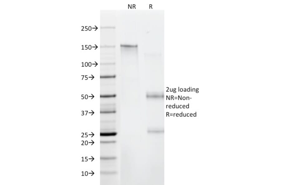 SDS-PAGE - Anti-CD11 Antibody [C6/372] - BSA and Azide free (A253719) - Antibodies.com