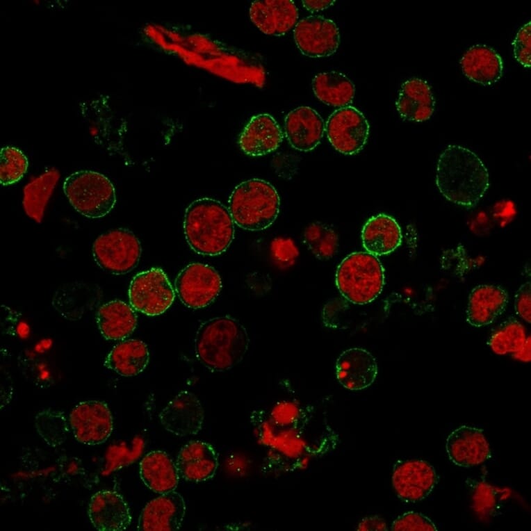Immunofluorescence - Anti-CD11 Antibody [C6/372] - BSA and Azide free (A253718) - Antibodies.com
