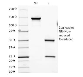 SDS-PAGE - Anti-CD7 Antibody [SPV-L14] - BSA and Azide free (A253721) - Antibodies.com