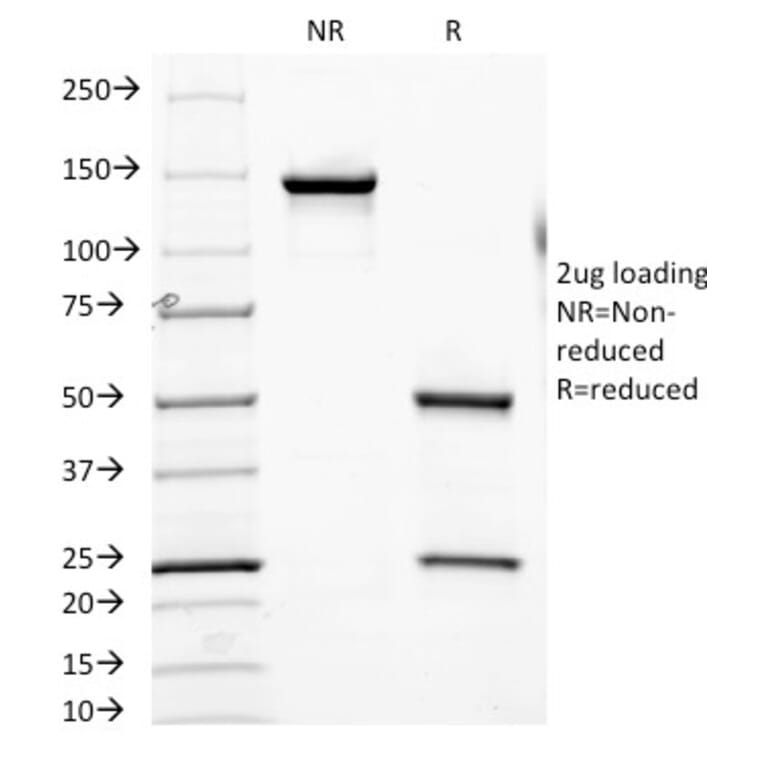 SDS-PAGE - Anti-CD7 Antibody [SPV-L14] - BSA and Azide free (A253721) - Antibodies.com