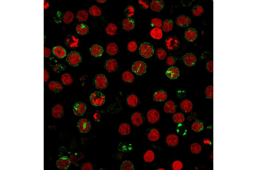 Immunofluorescence - Anti-CD7 Antibody [SPV-L14] - BSA and Azide free (A253721) - Antibodies.com