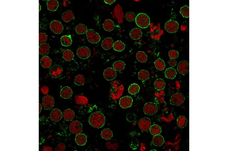 Immunofluorescence - Anti-CD10 Antibody [C6/372+3F7B5] - BSA and Azide free (A253721) - Antibodies.com