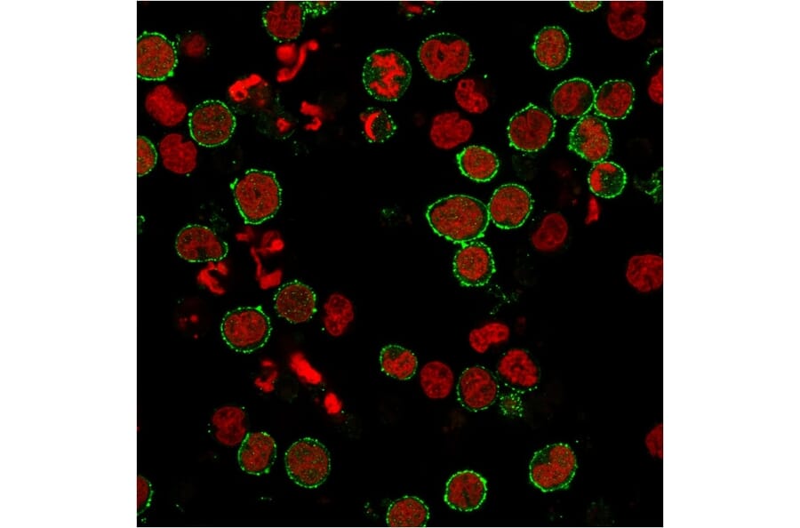 Immunofluorescence - Anti-CD8 Antibody [C6/2884R] - BSA and Azide free (A253723) - Antibodies.com