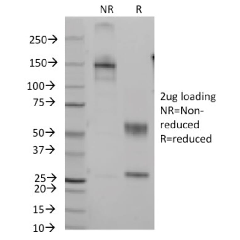 SDS-PAGE - Anti-CD7 Antibody [B-F12] - BSA and Azide free (A253723) - Antibodies.com