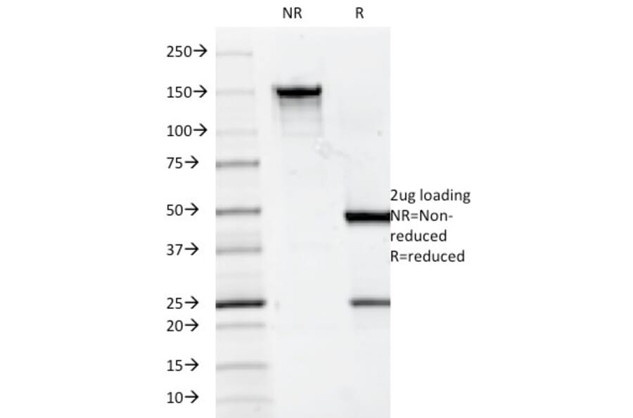 SDS-PAGE - Anti-CD7 Antibody [124-1D1] - BSA and Azide free (A253724) - Antibodies.com