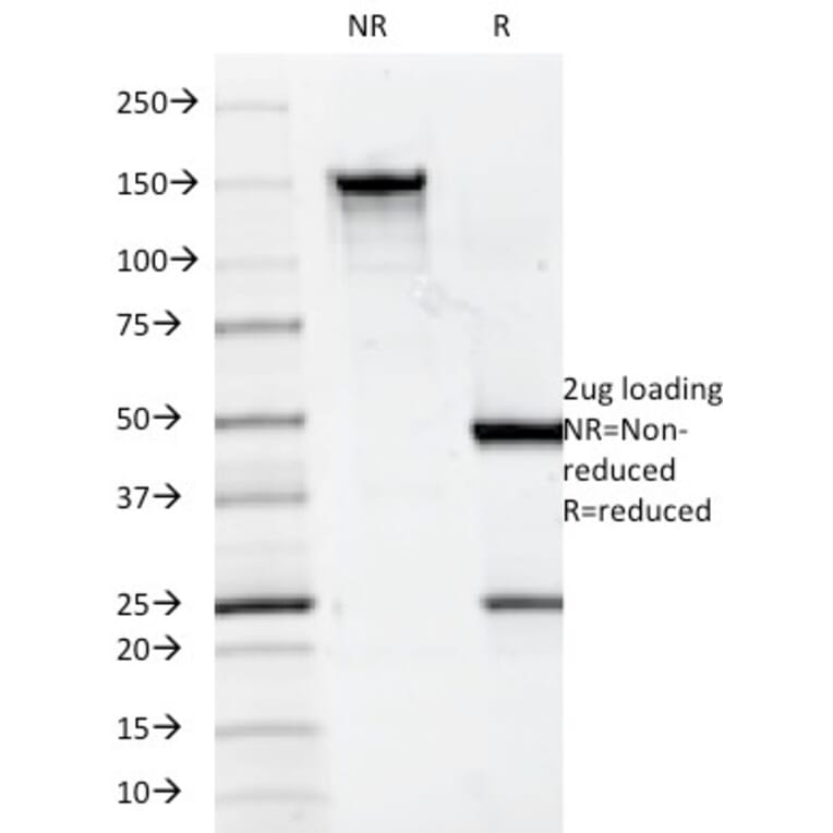 SDS-PAGE - Anti-CD7 Antibody [124-1D1] - BSA and Azide free (A253724) - Antibodies.com