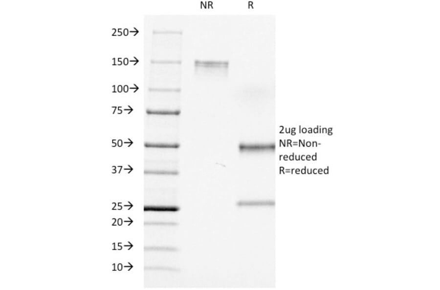 SDS-PAGE - Anti-CD7 Antibody [C7/511] - BSA and Azide free (A253726) - Antibodies.com