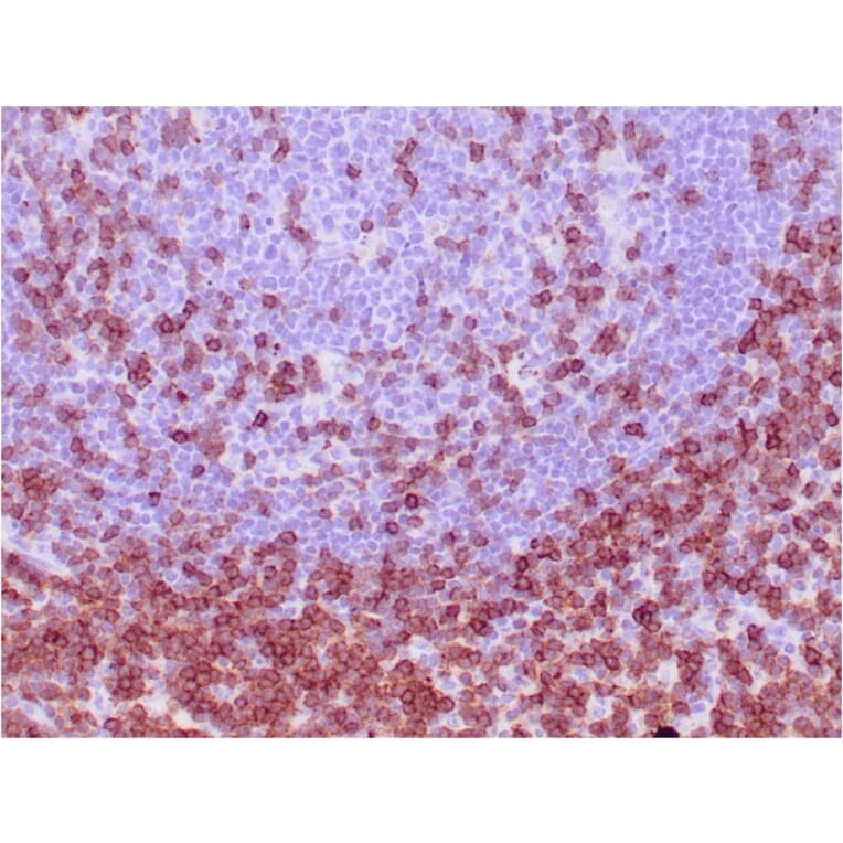Immunohistochemistry - Anti-CD7 Antibody [CD7/3737] - BSA and Azide free (A253729) - Antibodies.com