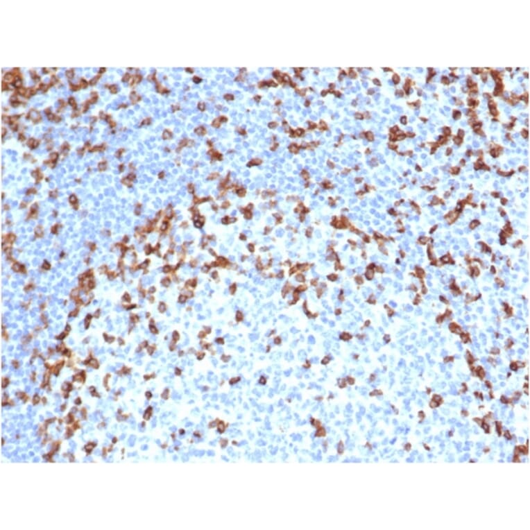 Immunohistochemistry - Anti-CD7 Antibody [rCD7/6387] - BSA and Azide free (A253729) - Antibodies.com