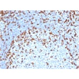 Immunohistochemistry - Anti-CD7 Antibody [rCD7/6387] - BSA and Azide free (A253729) - Antibodies.com