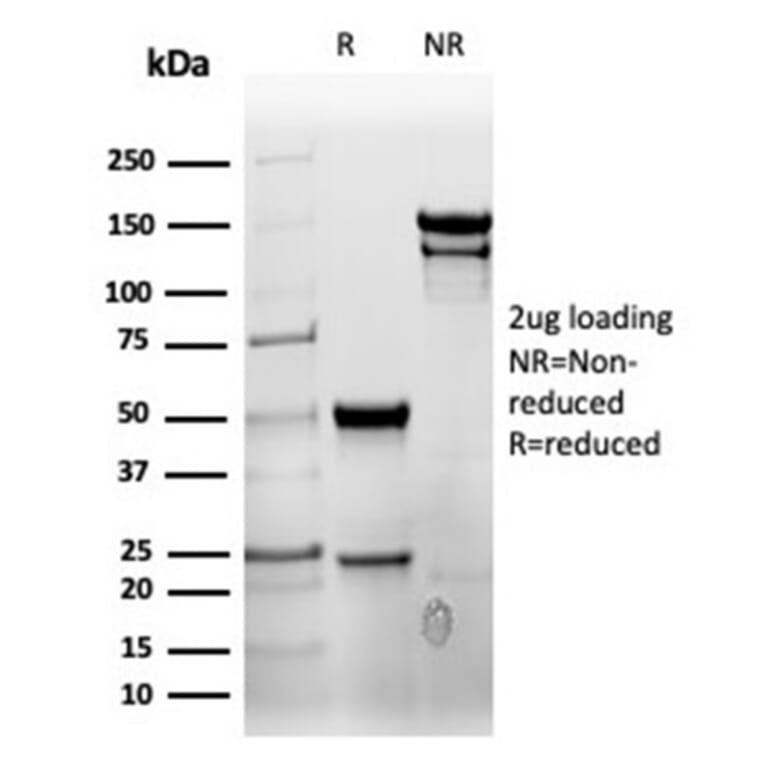 SDS-PAGE - Anti-CD7 Antibody [rCD7/6387] - BSA and Azide free (A253730) - Antibodies.com