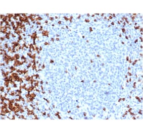 Immunohistochemistry - Anti-CD7 Antibody [CD7/6388R] - BSA and Azide free (A253730) - Antibodies.com