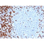 Immunohistochemistry - Anti-CD7 Antibody [CD7/6388R] - BSA and Azide free (A253730) - Antibodies.com