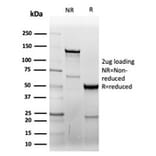 SDS-PAGE - Anti-CD7 Antibody [CD7/6388R] - BSA and Azide free (A253731) - Antibodies.com