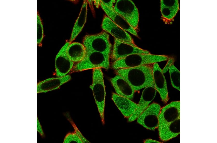 Immunofluorescence - Anti-MSK1 Antibody [PCRP-RPS6KA5-1A8] - BSA and Azide free (A253732) - Antibodies.com