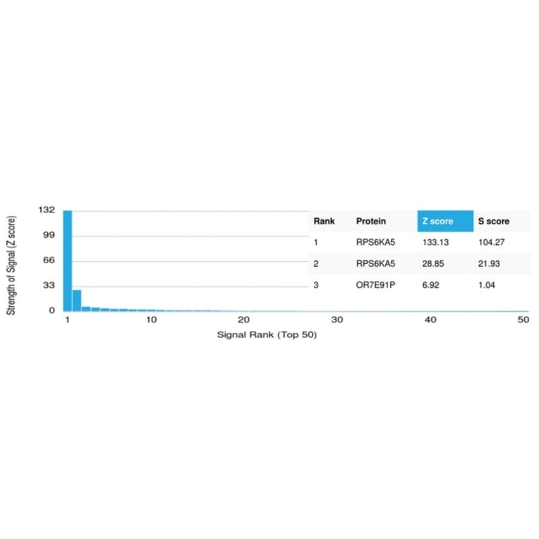 Protein Array - Anti-MSK1 Antibody [PCRP-RPS6KA5-1A8] - BSA and Azide free (A253731) - Antibodies.com