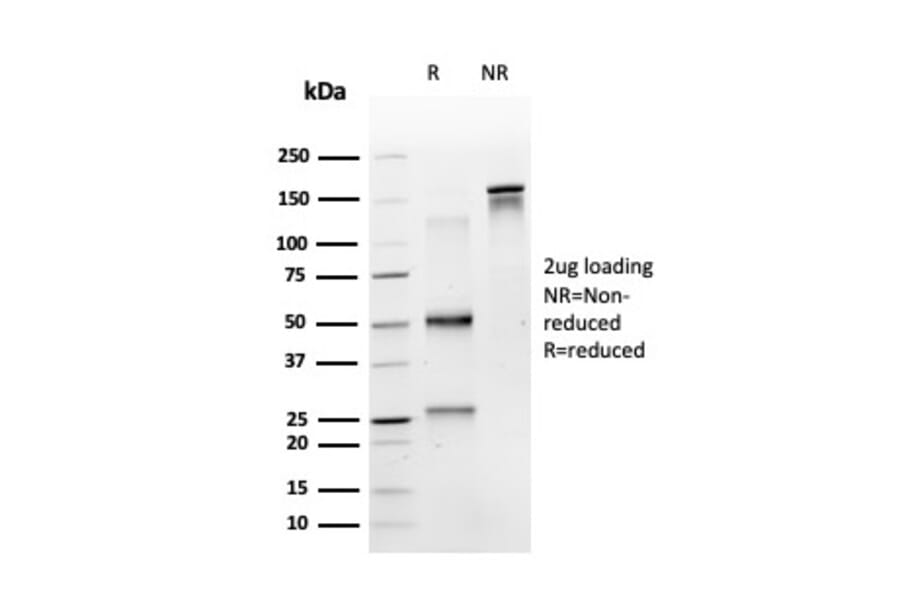 SDS-PAGE - Anti-MSK1 Antibody [PCRP-RPS6KA5-1A8] - BSA and Azide free (A253732) - Antibodies.com