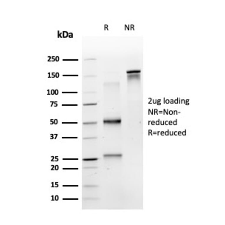 SDS-PAGE - Anti-MSK1 Antibody [PCRP-RPS6KA5-1A8] - BSA and Azide free (A253732) - Antibodies.com
