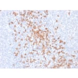 Immunohistochemistry - Anti-CD8A Antibody [rC8/468] - BSA and Azide free (A253733) - Antibodies.com
