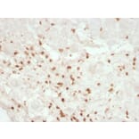 Immunohistochemistry - Anti-CD8A Antibody [rC8/468] - BSA and Azide free (A253733) - Antibodies.com