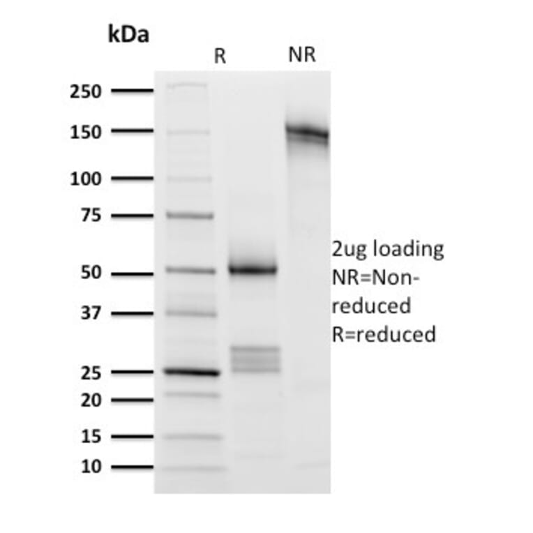 SDS-PAGE - Anti-CD8A Antibody [UCHT4] - BSA and Azide free (A253734) - Antibodies.com