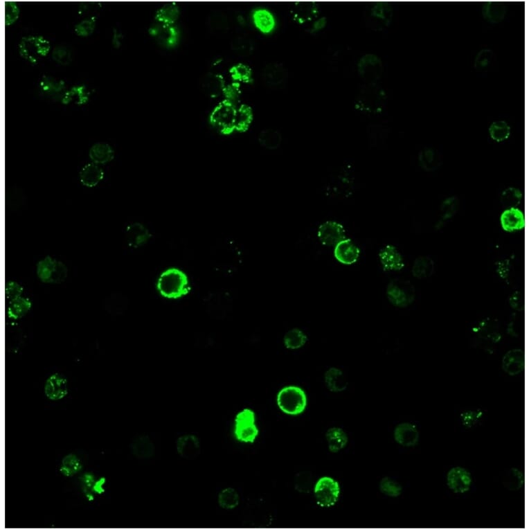 Immunofluorescence - Anti-CD8A Antibody [C8/468] - BSA and Azide free (A253734) - Antibodies.com
