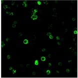 Immunofluorescence - Anti-CD8A Antibody [C8/468] - BSA and Azide free (A253734) - Antibodies.com