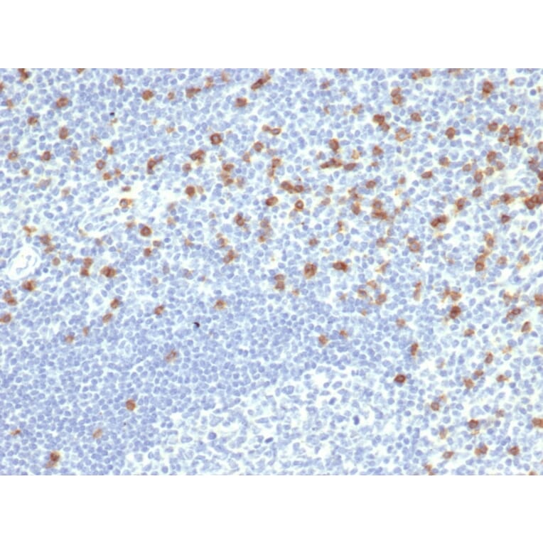 Immunohistochemistry - Anti-CD8A Antibody [rCD8/6590] - BSA and Azide free (A253737) - Antibodies.com