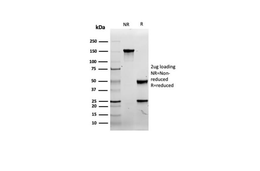 SDS-PAGE - Anti-CD8A Antibody [rCD8/6590] - BSA and Azide free (A253737) - Antibodies.com