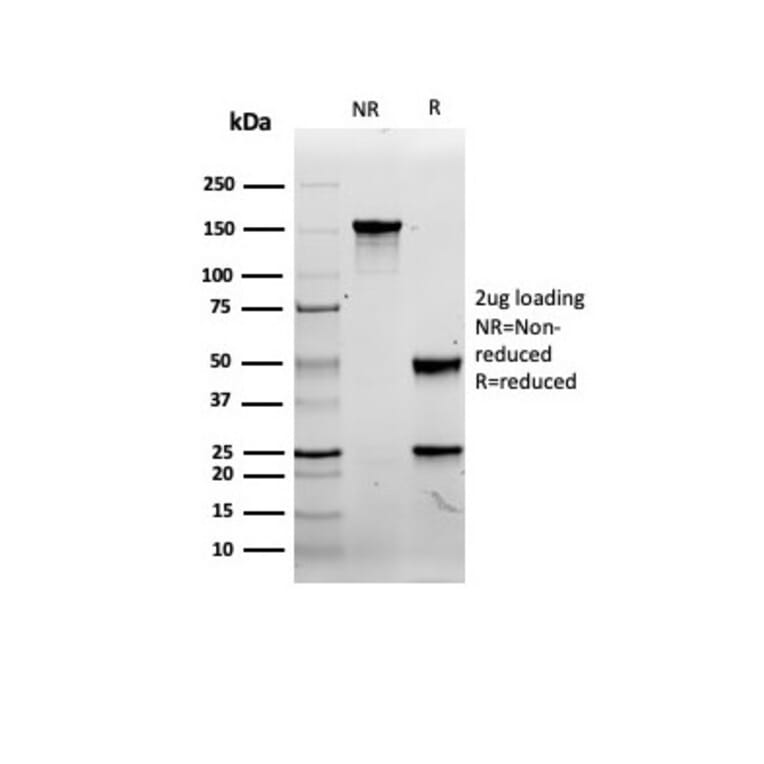 SDS-PAGE - Anti-CD8A Antibody [rCD8/6590] - BSA and Azide free (A253737) - Antibodies.com