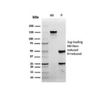 SDS-PAGE - Anti-CD8A Antibody [rCD8/6590] - BSA and Azide free (A253737) - Antibodies.com