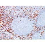 Immunohistochemistry - Anti-CD8A Antibody [C8/144B] - BSA and Azide free (A253738) - Antibodies.com