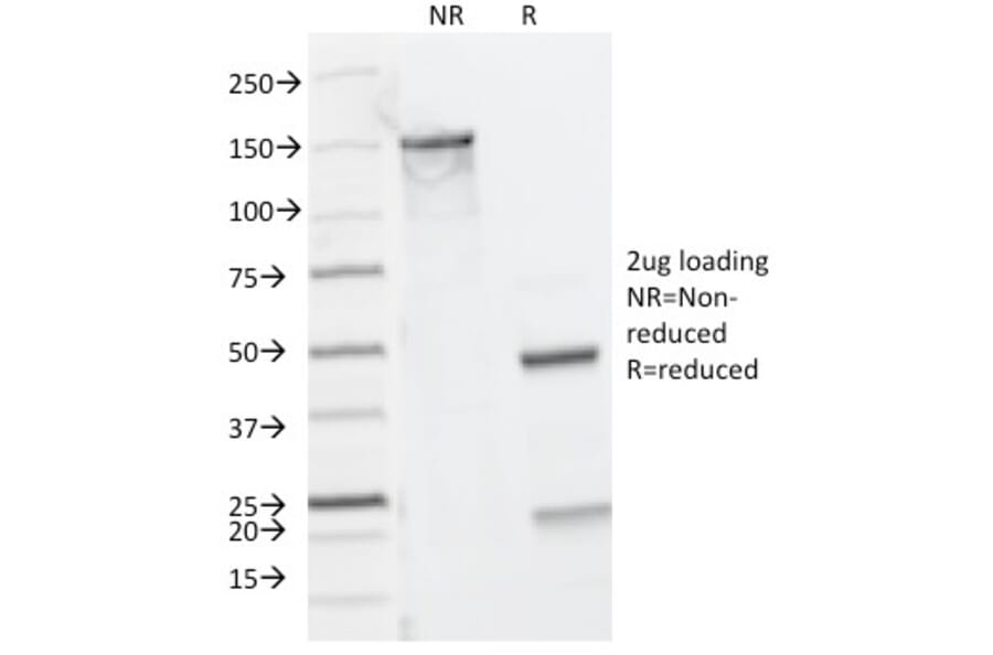SDS-PAGE - Anti-CD8A Antibody [C8/144B] - BSA and Azide free (A253738) - Antibodies.com